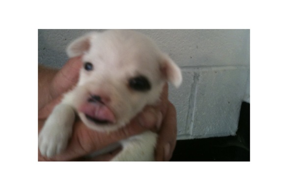 Lola
